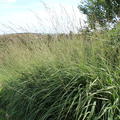 Molinia arundinacea 'Font�ne' Lubera