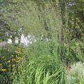 Molinia arundinacea 'Transparent'