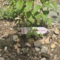 Monarda didyma 'Fireball' (S), Monarda didyma 'Fireball' (S)