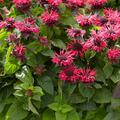 Monarda fistulosa 'Bee Happy' (S)