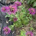 Monarda fistulosa 'Bee-True' (S), Monarda fistulosa 'Bee-True' (S)