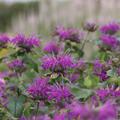 Monarda didyma 'Blaustrumpf'