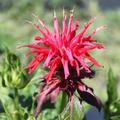 Monarda fistulosa 'Cambridge Scarlet'
