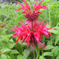 Monarde Monarda fistulosa 'Gardenview Scarlet'
