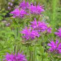 Monarda fistulosa 'Pr�rienacht'