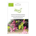 Mondviole (Judassilberling) (zweij�hrig)