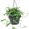 Monstera adansonii, Ampel, im 28cm Topf, H�he 60cm, Breite 40cm