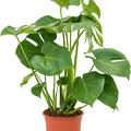 Monstera deliciosa, im 19cm Topf, H�he 70cm, Breite 35cm