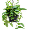 Monstera karstenianum, Ranker, im 28cm Topf, H�he 30cm, Breite 35cm