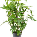 Monstera minima, Gestell, im 17cm Topf, H�he 60cm, Breite 40cm