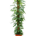 Monstera obliqua, Moosstab 150, im 27cm Topf, H�he 150cm, Breite 40cm