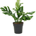 Monstera pinnatipartita, Busch, im 24cm Topf, H�he 50cm, Breite 40cm