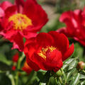 Paeonia albiflora x lobata, Paeonia Montezuma, Pfingstrose, Pfingstrosen 