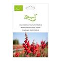 L�wenm�ulchen, Scharlachrot-Kardinal