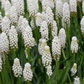 Traubenhyazinthe 'White Magic'