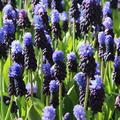 Traubenhyazinthe 'Breitbl�ttrige Traubenhyazinthe'