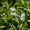 Myosotis palustris 'Th�ringen'