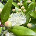 Myrte, Brautmyrte 'Microphylla', Myrtus communis 'Microphylla'
