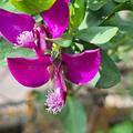 Myrtenbl�ttrige Kreuzblume, Polygala myrtifolia
