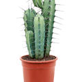 Myrtillocactus geometrizans (50-70), Verzweigt, im 21cm Topf, H�he 60cm, Breite 25cm