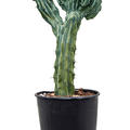 Myrtillocactus geometrizans 'Cristata', Verzweigt, im 32cm Topf, H�he 80cm, Breite 40cm