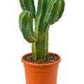 Myrtillocactus geometrizans, Verzweigt, im 24cm Topf, H�he 65cm, Breite 25cm