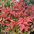 Himmelsbambus, Nandina domestica 'Obsessed'