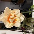 Gef�llte Narzisse 'Flower Parade', Narcissus, Blumenzwiebeln