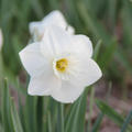 Narzisse 'White Plume'