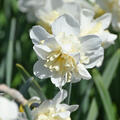 Narzisse, Narcissus Amira, weiss, gef�llt