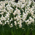 Narzisse 'Bridal Crown'