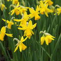 Narzisse 'February Gold'