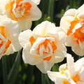 Narzisse 'Flower Parade'