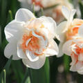 Narzisse, Narcissus Pink Paradise, zweifarbig, gef�llt (modif)