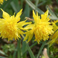 Gef�llte Narzisse 'Rip van Winkle' (korr)