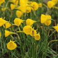 Narzisse 'Oxford Gold'�