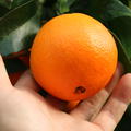 Navel-Orange 'Navelina' reife Fr�chte