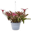 Neoregelia 'Fireball Donger', Ampel, im 21cm Topf, H�he 50cm, Breite 50cm