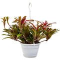 Neoregelia (Nidularium) 'Fireball', Ranker, im 21cm Topf, H�he 50cm, Breite 50cm