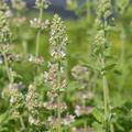 nepeta cataria citriodora