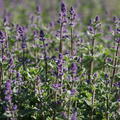 Nepeta x faassenii 'Kit Cat'