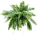 Nephrolepis biserrata 'Macho', Ampel, im 20cm Topf, H�he 50cm, Breite 90cm