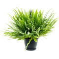 Nephrolepis exaltata 'Green Lady', Ampel, im 20cm Topf, H�he 60cm, Breite 50cm