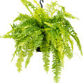 Nephrolepis exaltata 'Tiger Fern', Ampel, im 20cm Topf, H�he 50cm, Breite 60cm
