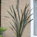 Neuseel�nder Flachs gr�n