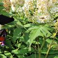 Sorbaria sorbifolia Bl�te mit den Schmetterlingen
