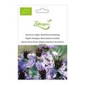 Spanische Jungfer, Blaubl�hend (einj�hrig)