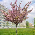 Prunus serrulata 'Kanzan' 