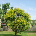 Koelreuteria paniculata 'Coral Sun' - Grossstrauch