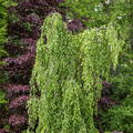 Fagus sylvatica 'Pendula' - Hochstamm